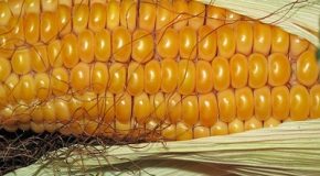 Alimentation : réticences vis-à-vis de l’homologation d’un maïs OGM