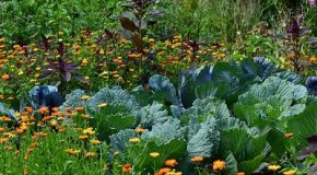 Jardins privés : utiliser des pesticides chimiques est désormais interdit