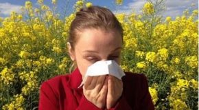 Pollens : risques allergiques élevés