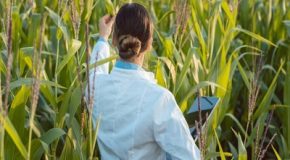 Lettre ouverte au Gouvernement et aux eurodéputé.e.s : nouveaux OGM, ne sacrifions pas notre agriculture et notre alimentation